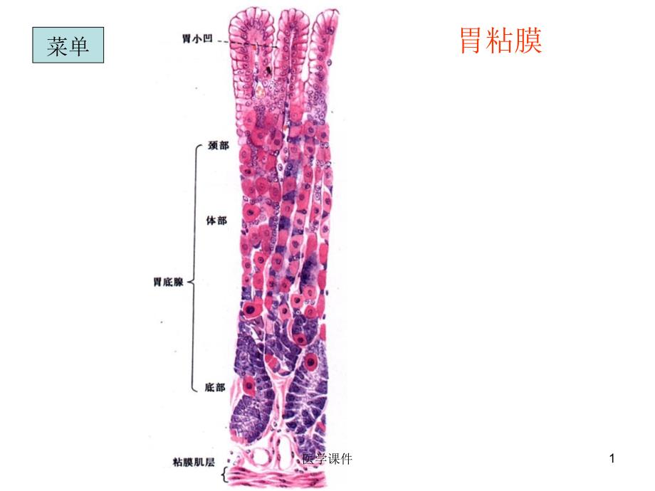 组织胚胎学切片复习下_第1页