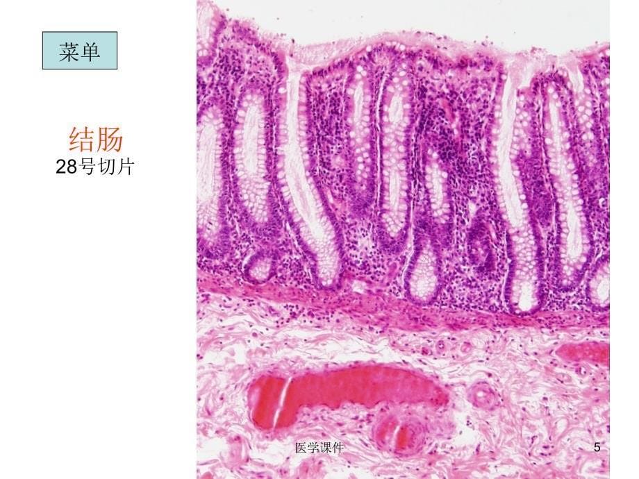 组织胚胎学切片复习下_第5页