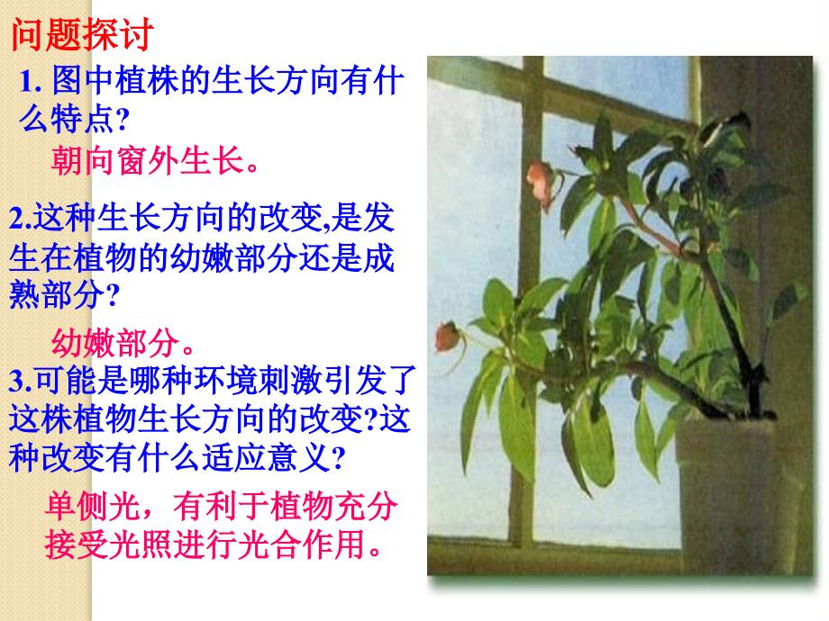 生物：3.1《植物生长素的发现》课件(2)(新人教版必修3)_第2页