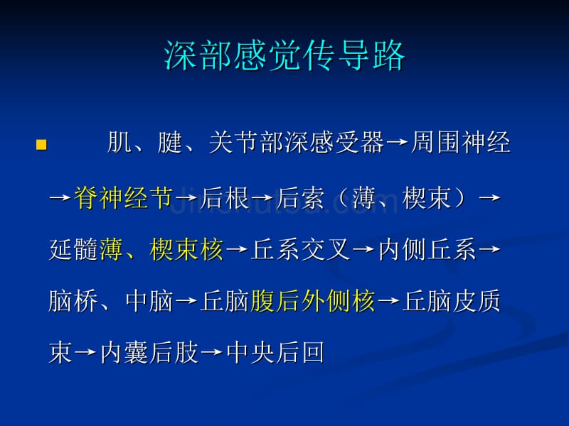 脑和脊髓的主要传导束_第5页