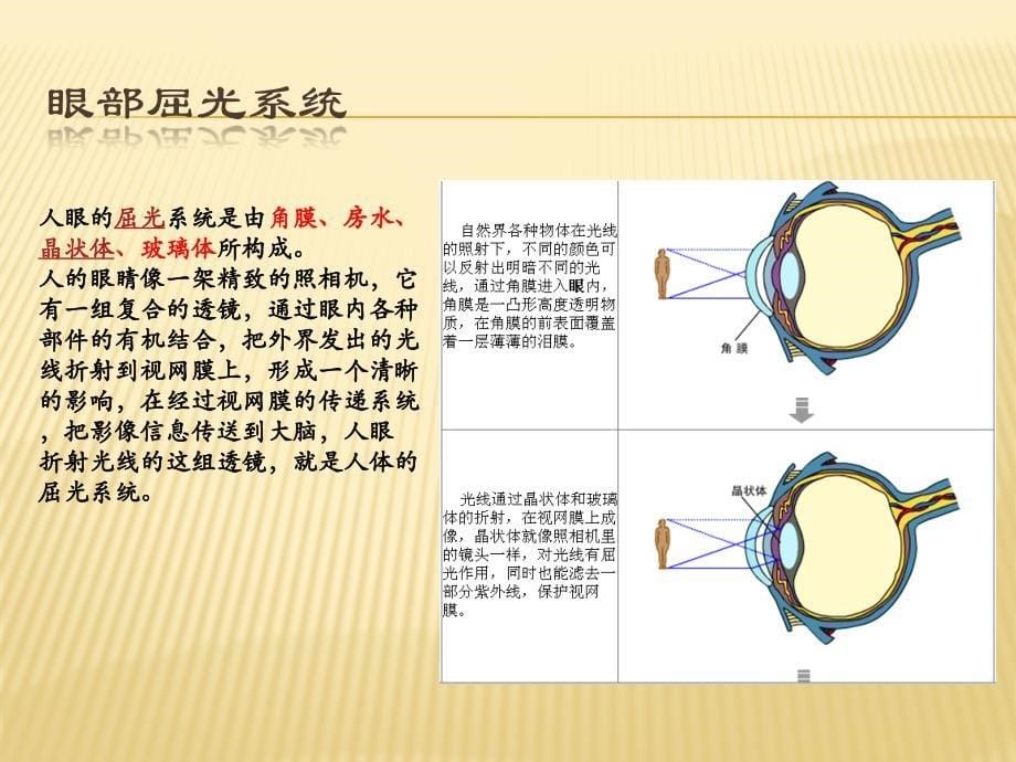 眼部基础知识培训_第5页