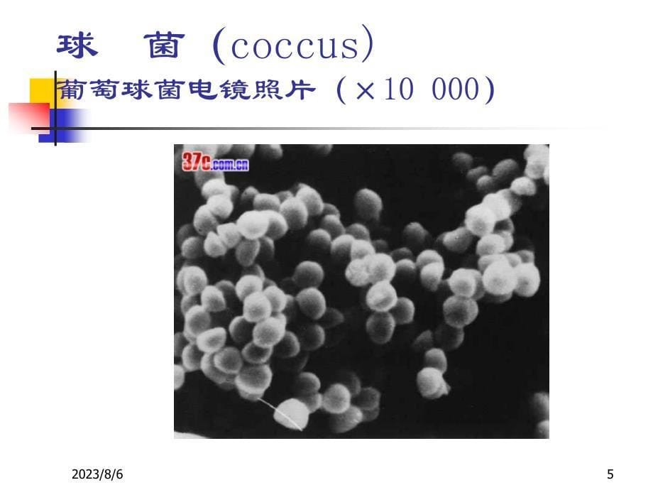 细菌基本性状_第5页