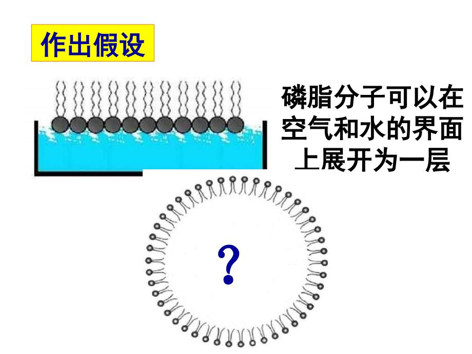 高一生物生物膜的流动镶嵌模型1_第4页