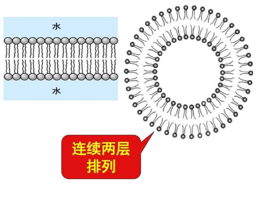 高一生物生物膜的流动镶嵌模型1_第5页