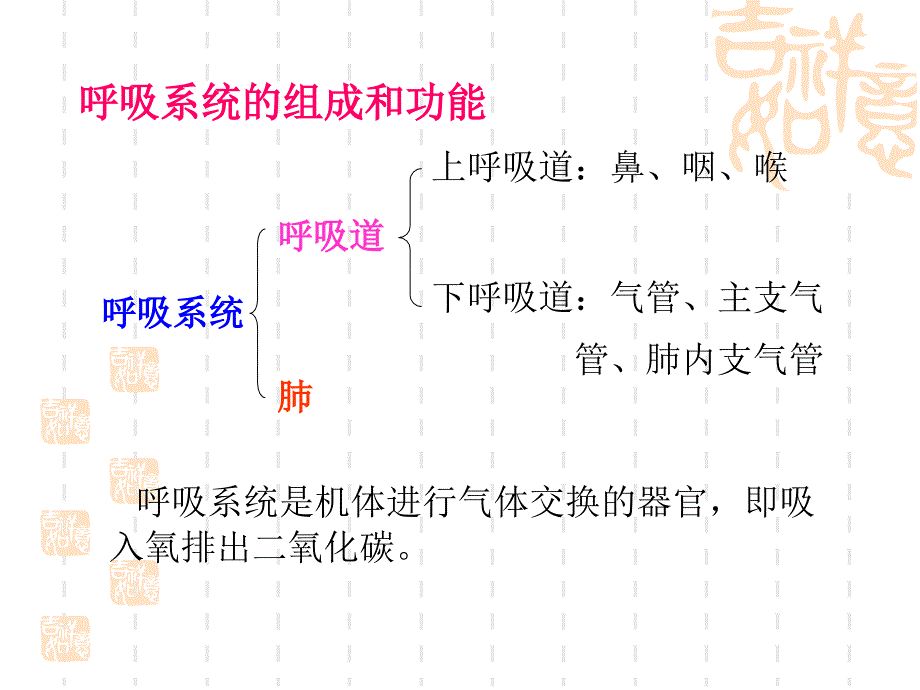 呼吸系统解剖_第3页