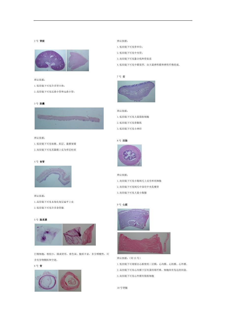 切片照片及辨认依据_第1页