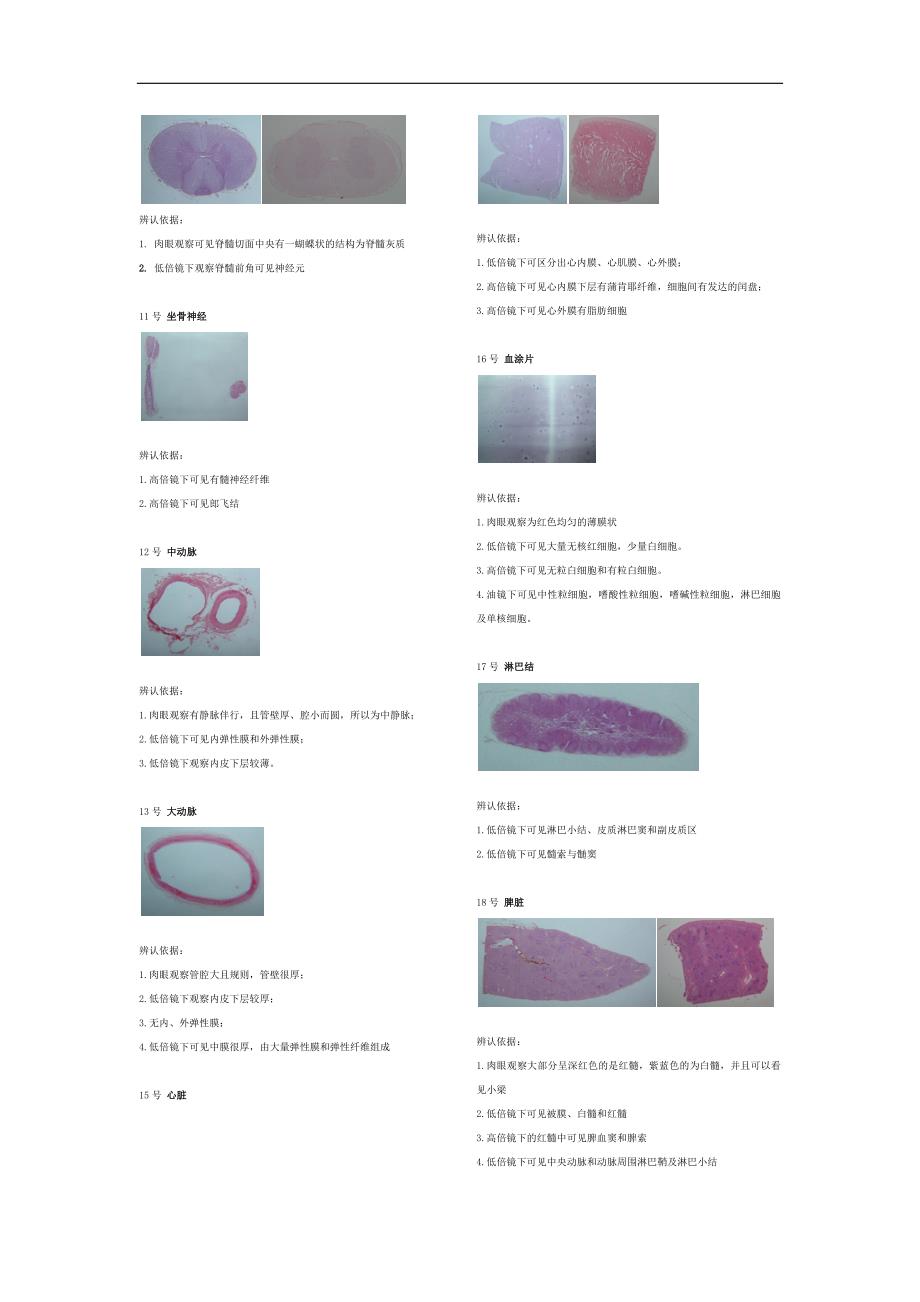 切片照片及辨认依据_第2页