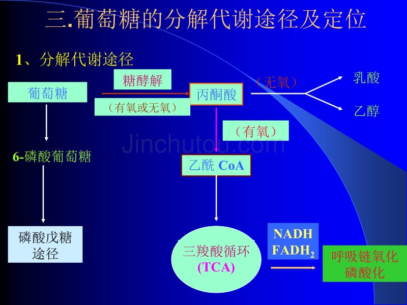 糖的无氧分解---糖酵解_第5页