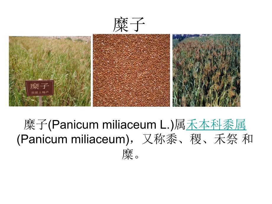 糜子介绍powerpoint 演示文稿_第1页