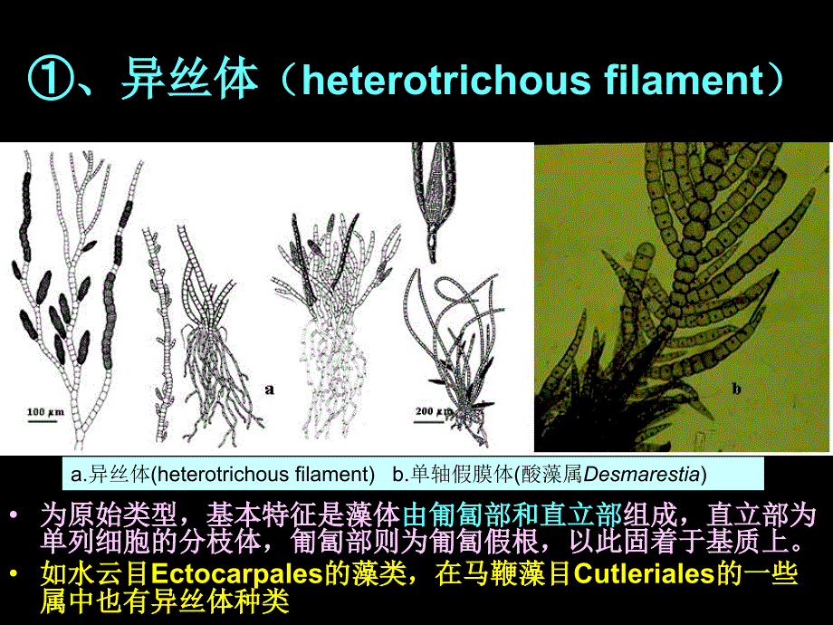 海洋生物学第七章褐藻门_第4页