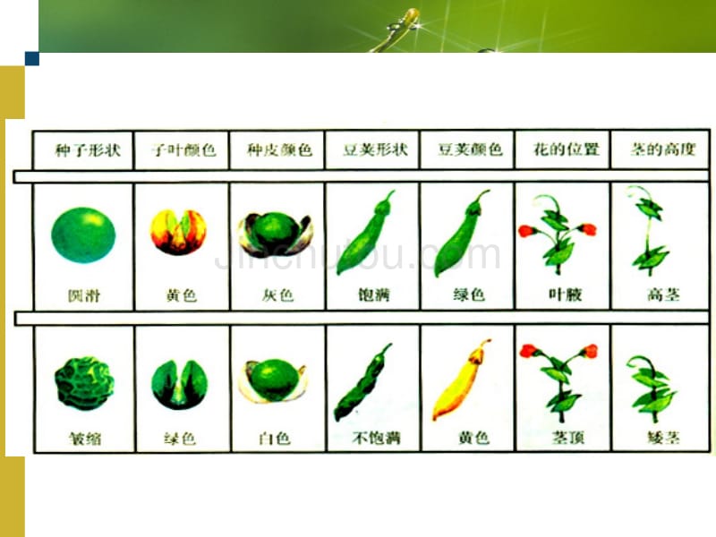 孟德尔选择了豌豆作为遗传实验材料_第3页