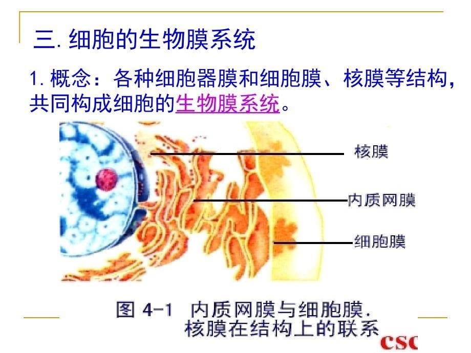 细胞核—系统的控制中心——课件p_第5页