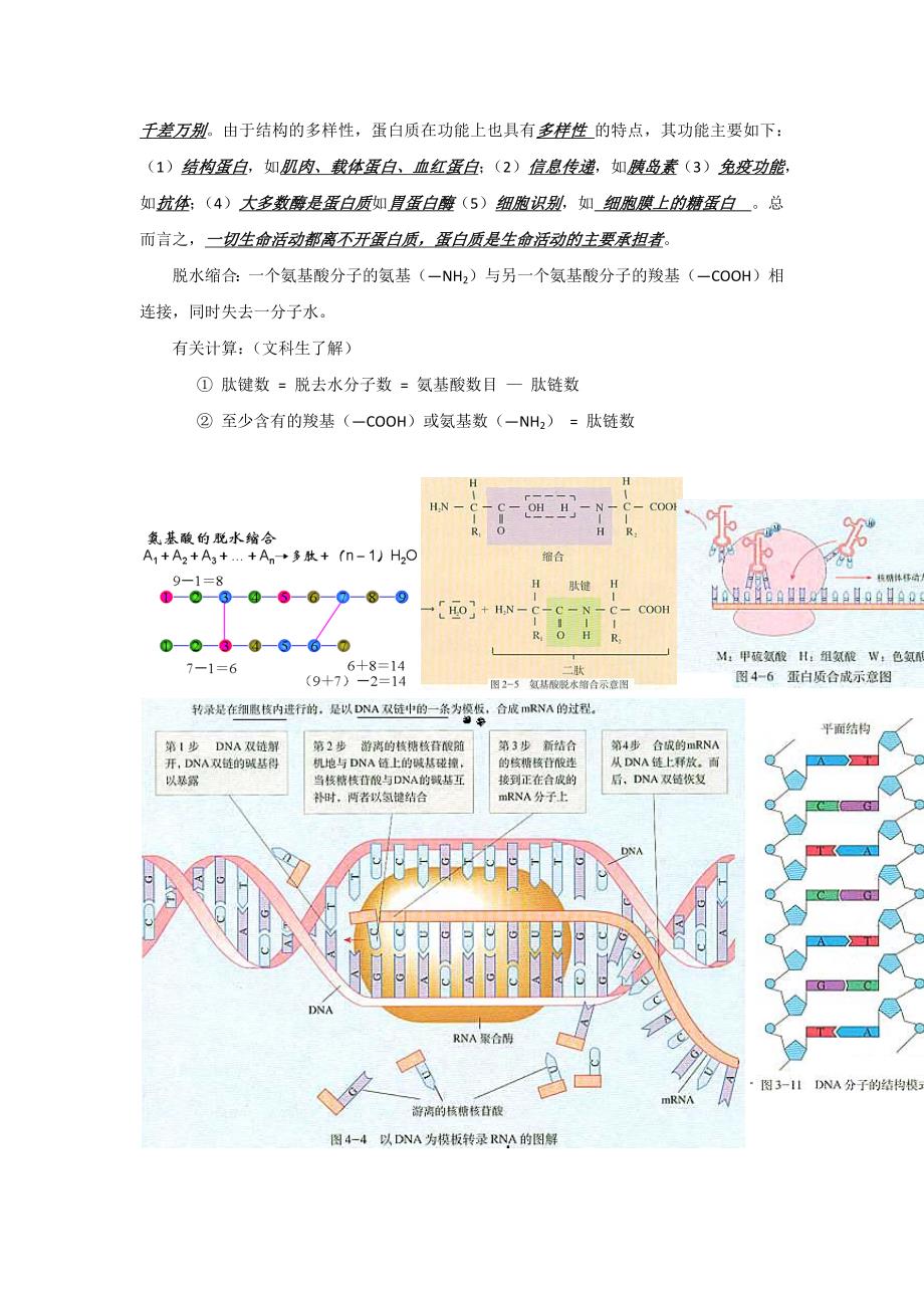 高三生物知识点汇编1_第3页