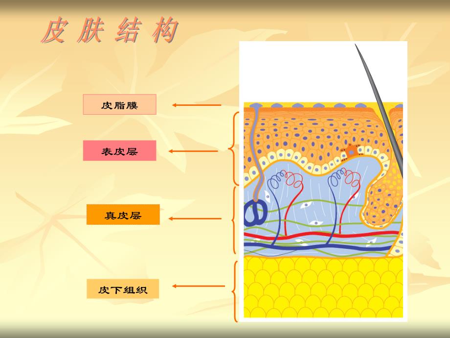 想变美,要护肤,这些知识你需要懂_第4页