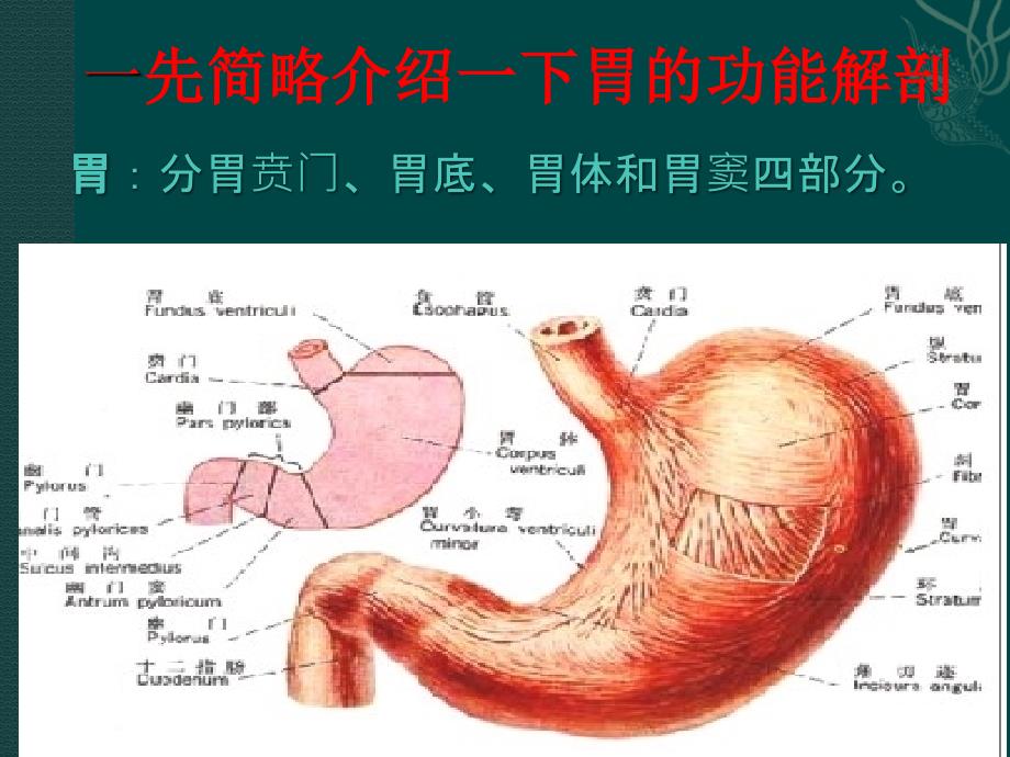 从胃的损伤与保护谈溃疡_第2页