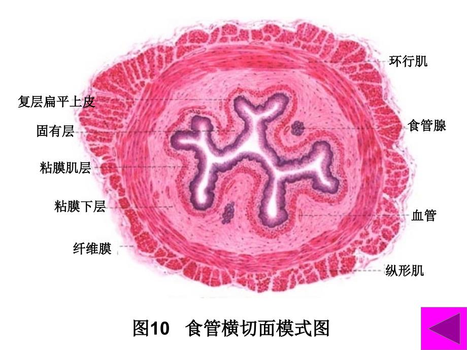 组织胚胎学实验考试图谱幻灯_第1页