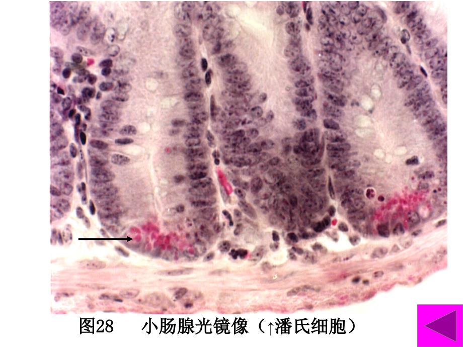 组织胚胎学实验考试图谱幻灯_第3页