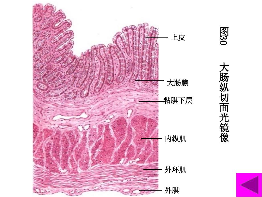 组织胚胎学实验考试图谱幻灯_第4页