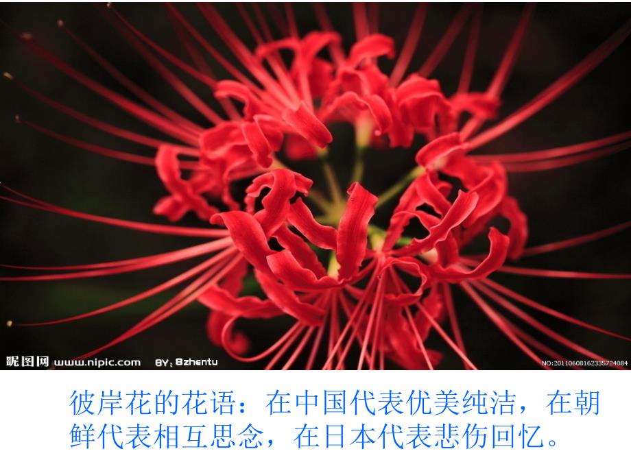 综合课程之介绍各种花的花语_第4页