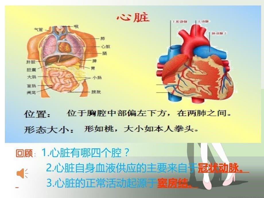 心脏血管的评估_第5页