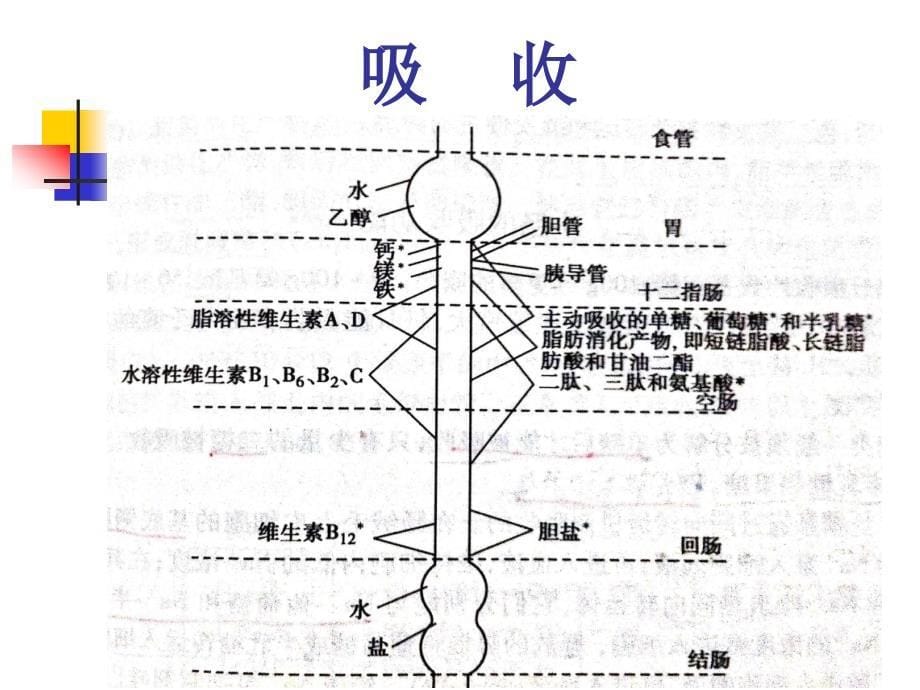 胃肠道疾病的营养治疗_第5页