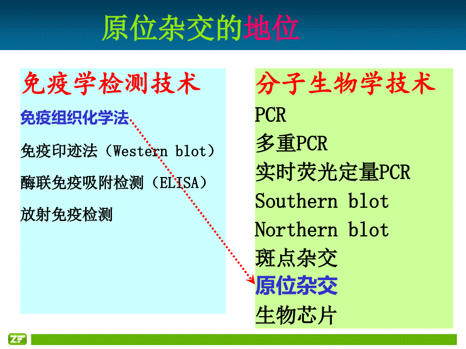 原位杂交技术_第2页