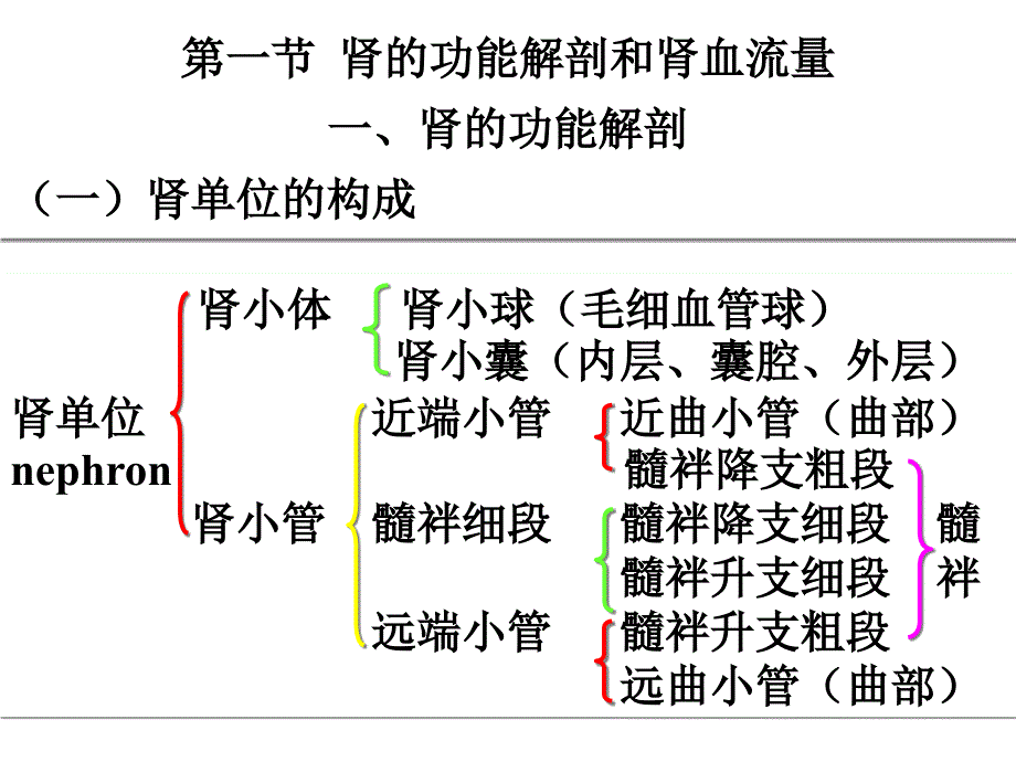 生理学泌尿系统_第4页