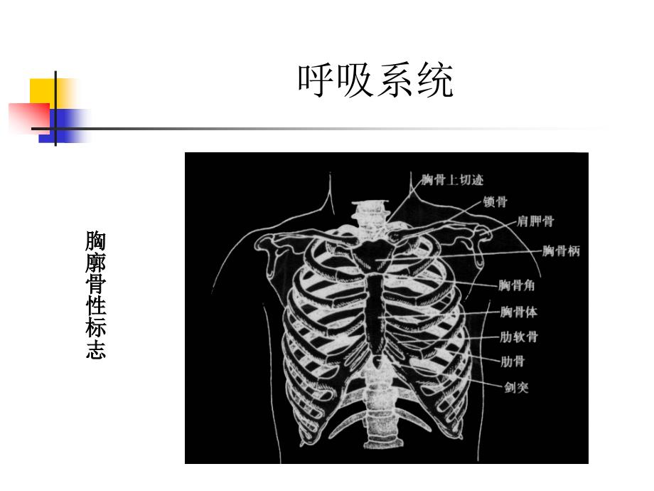 呼吸系统外科_第2页