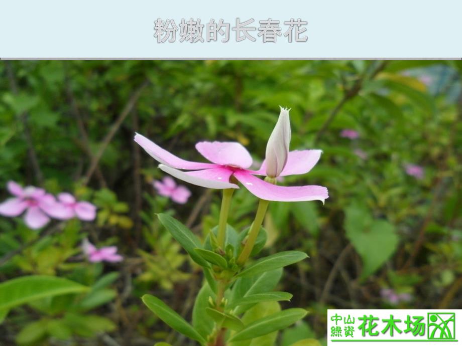 广东省绿化花木时花赏悦_第2页