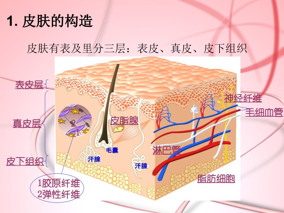 女性护肤-职业妆-饮食ppt_第3页