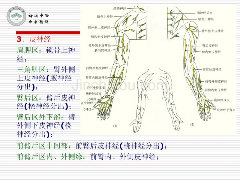 医用局部解剖学-肩胛区、三角肌区、臂和前臂后区、腕后区、手背和手指背面_第5页
