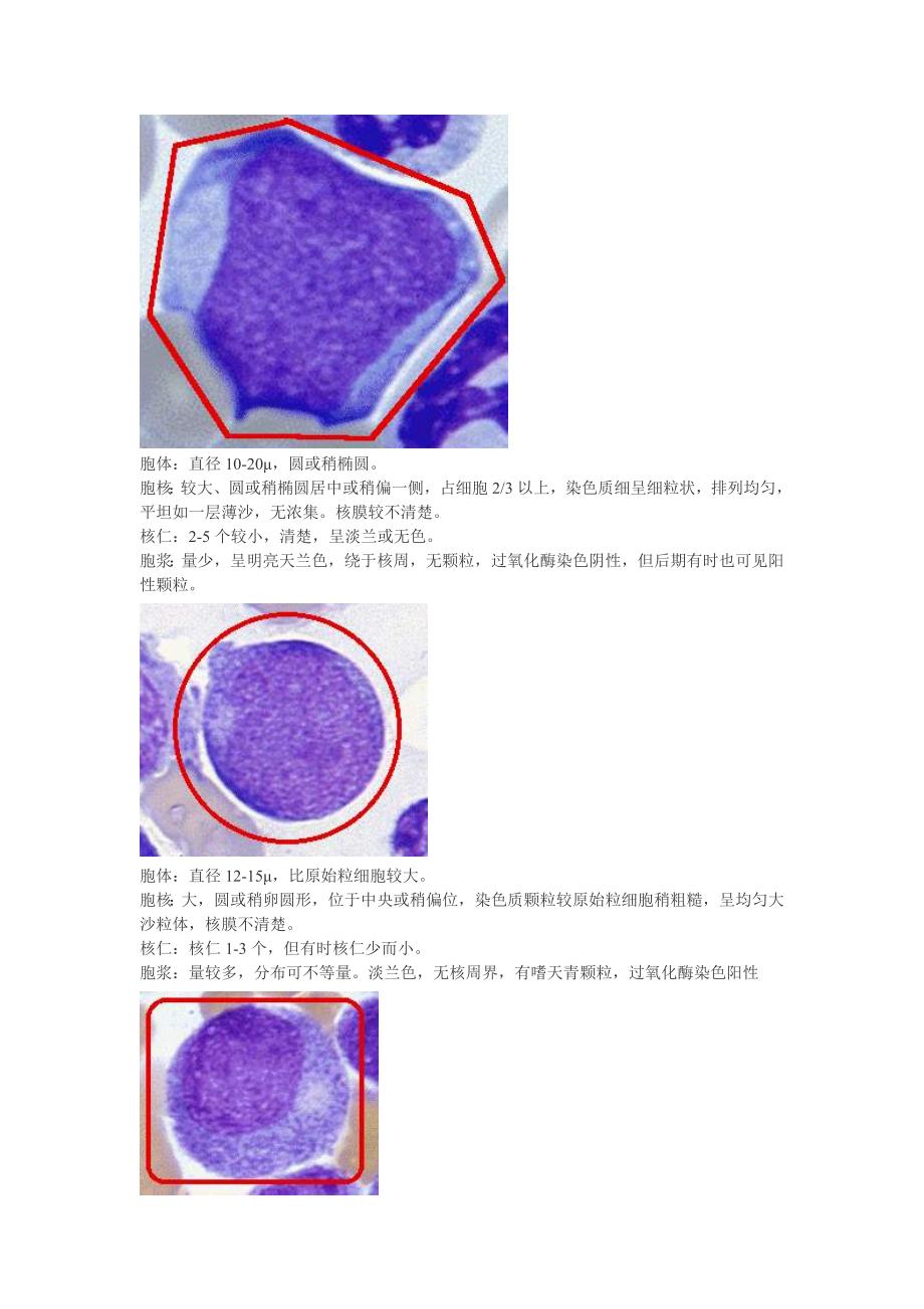 原始细胞形态特征_第3页