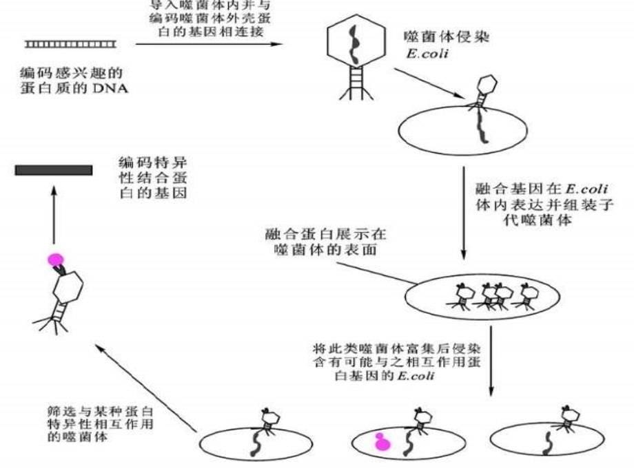 噬菌体展示技术_第5页