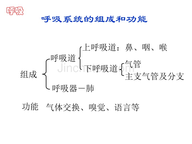 人体解剖学呼吸系统_第2页