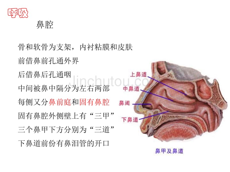 人体解剖学呼吸系统_第5页