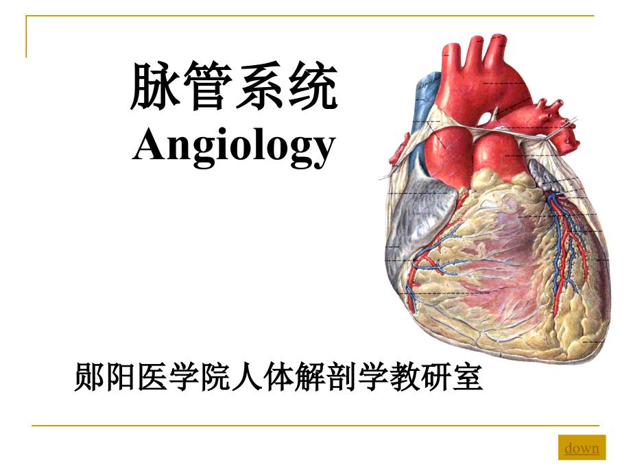 心血管系统解剖学_第1页