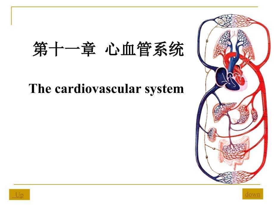 心血管系统解剖学_第5页