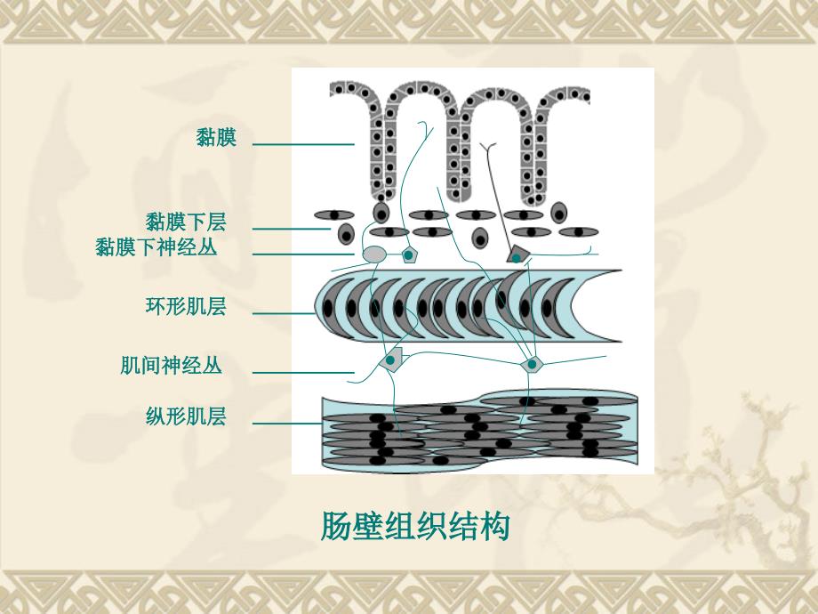 重症患者胃肠功能障碍的诊疗_第4页