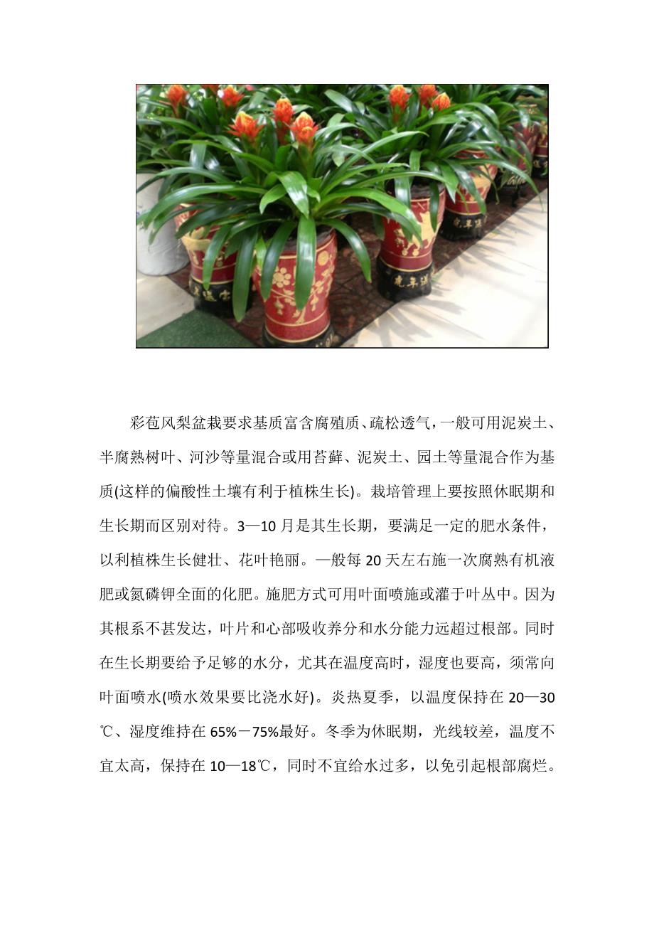 火炬凤梨盆栽种植注意事项—绿色007_第2页