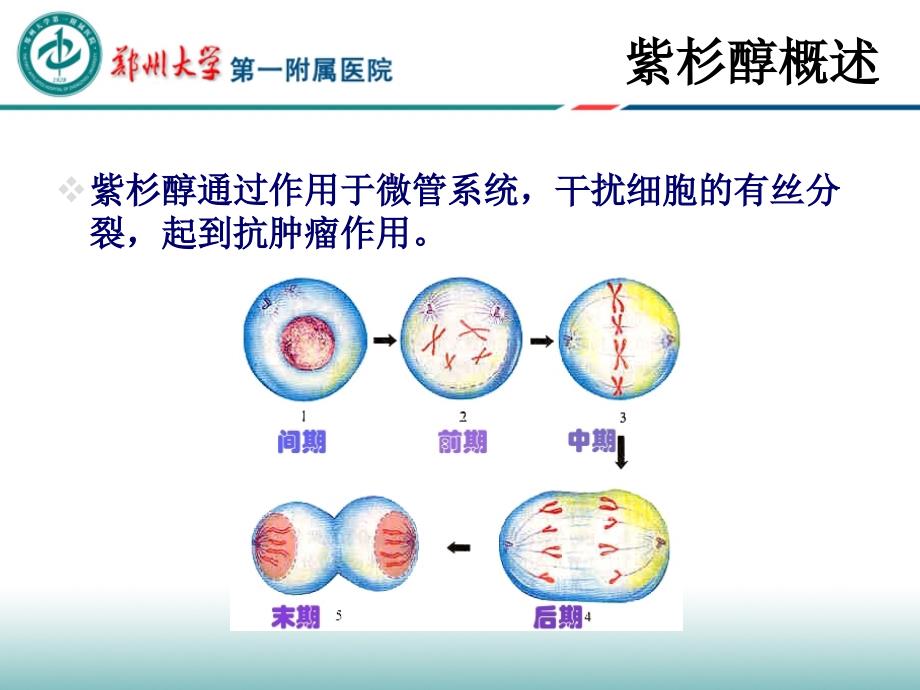 紫杉醇的常见副作用及护理要点_第4页