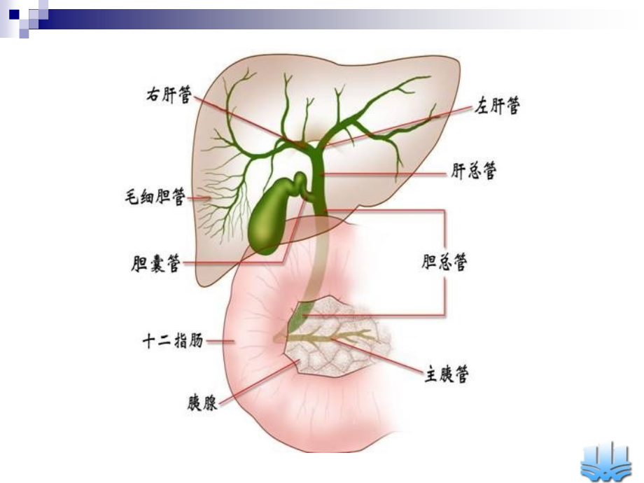 胆道疾病孙鼎_第4页