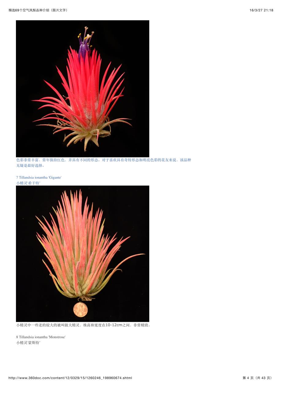 精选69个空气凤梨品种介绍(图片文字)_第4页