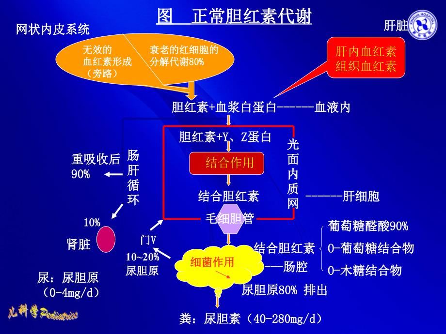 新生儿黄疸的诊断与治疗_第4页