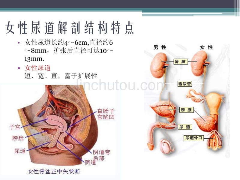 留置尿管常见的护理问题16年_第5页