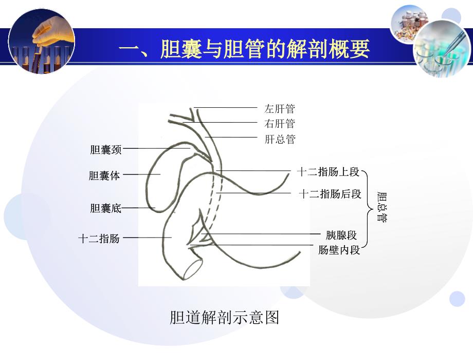 胆囊和胆道超声诊断_第4页