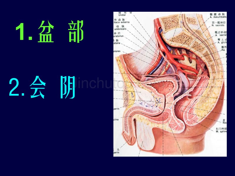 局部解剖学盆部会阴_第1页