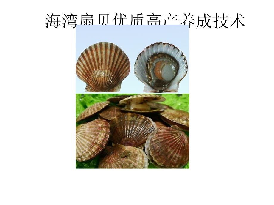 海湾扇贝优质高产养成技术_第1页