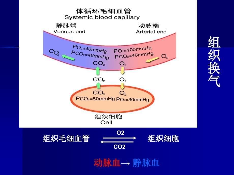 呼吸系统疾病的营养治疗_第5页