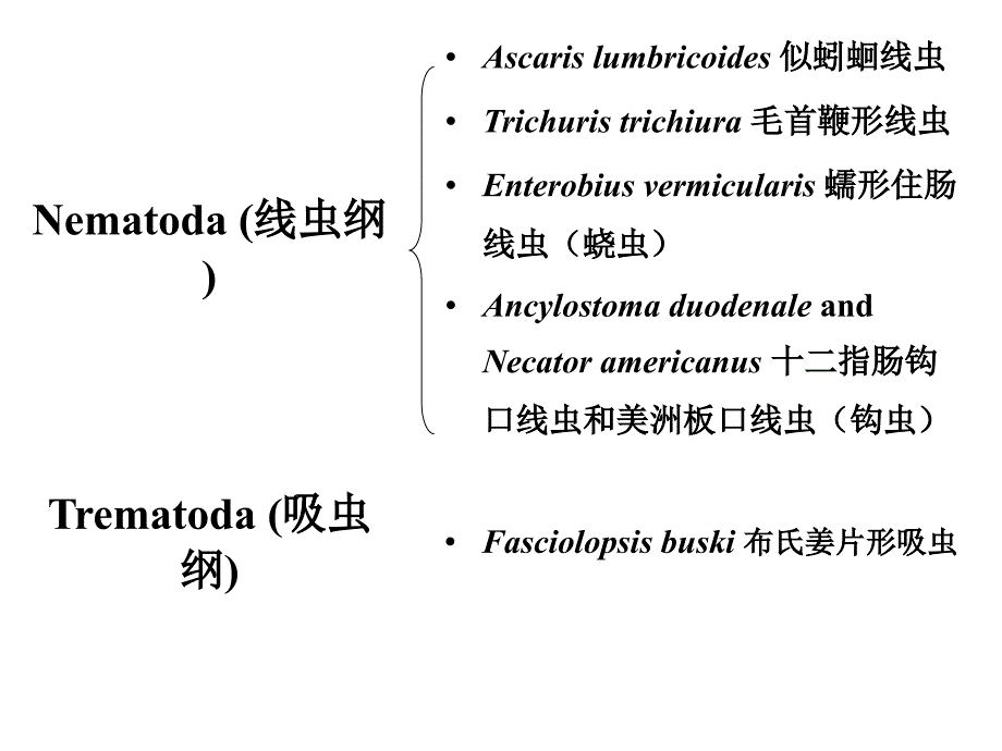 形态实验学-消化道寄生吸虫和线虫_第2页