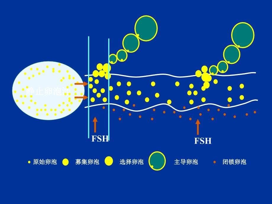 患者教育人类辅助生殖技术_第5页